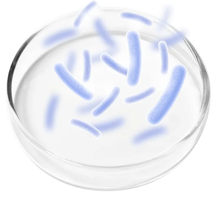 Probiotic blend – FemiPro 5 Lactobacillus strains for urinary microbiome balance